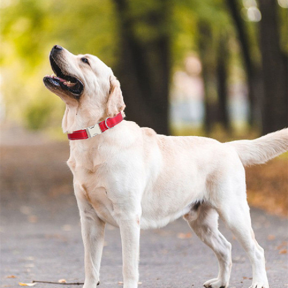 Collier réfléchissant pour chien