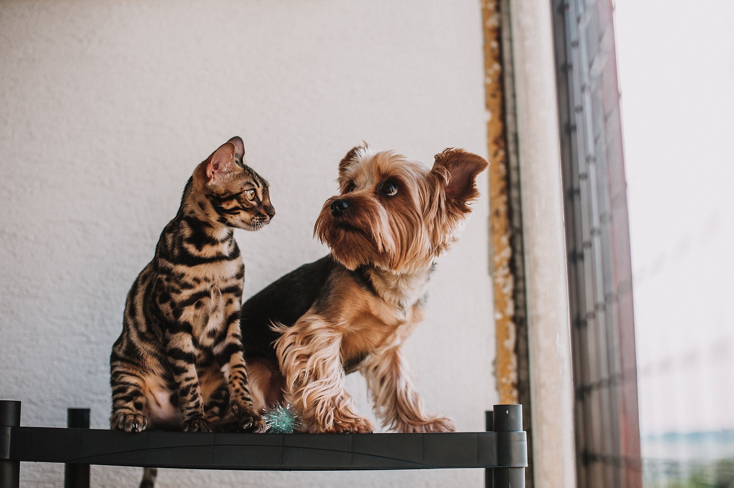 Chat et chien câlins, image d'accueil de la boutique